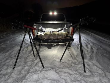 Hunting scene with rifles and three coyotes in a snowy truck bed at night.