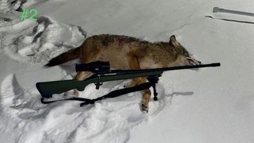 A dead coyote lies on snow with a rifle placed on top, marked #2.