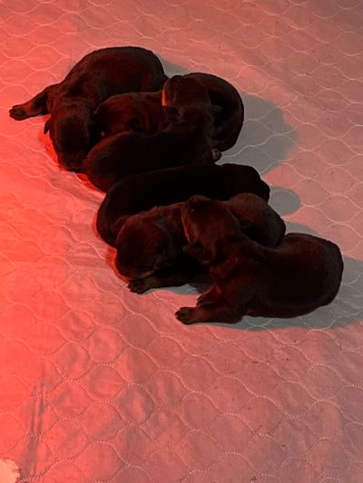 ROTTWEILER PUPPIES 
GERMAN ROTTWEILER PUPPIES 
ROTTWEILER FOR SALE 
EUROPEAN ROTTWEILER BREEDER