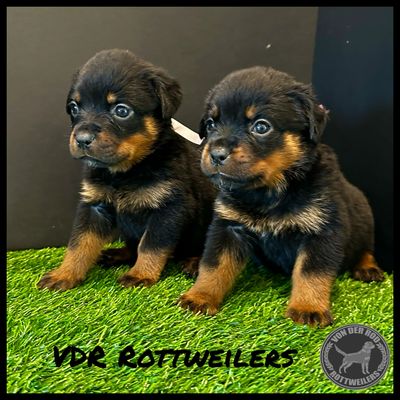 UMBRO  IZ TVERSKOGO DOMA 
GERMAN ROTTWEILER STUD DOG