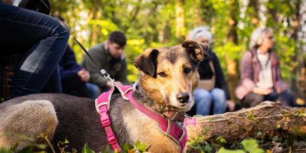 Dog sat quietly around a campfire at Fat Squirrel Outdoor.