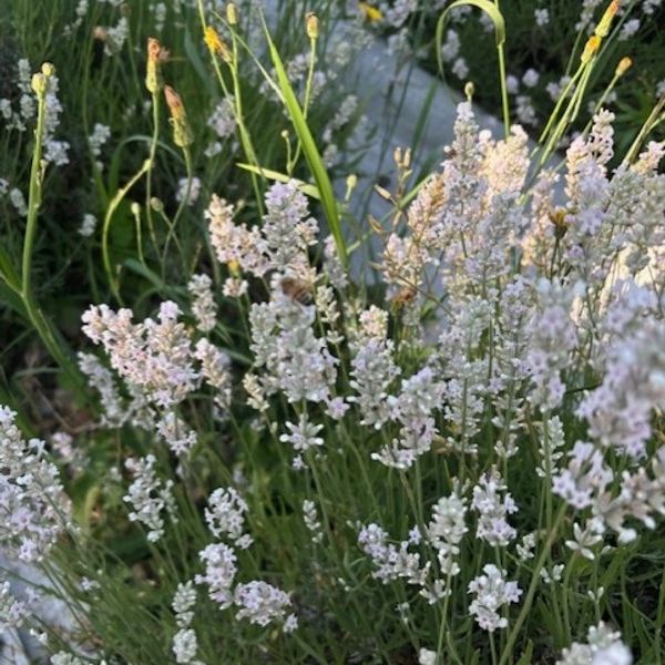 Delicate white flowers blooming in a lush green garden.