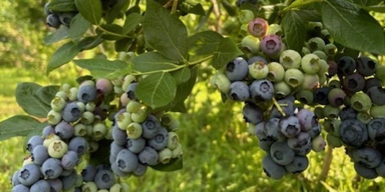 Clusters of blueberries ripening on the bush with green leaves.
