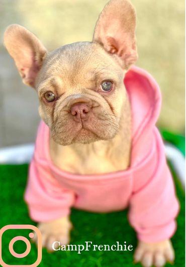 New Shade Isabella Frenchie Puppy available for new home