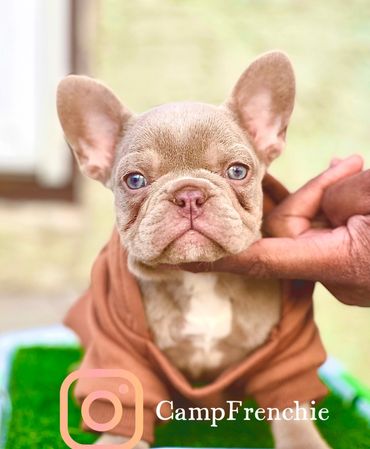 New Shade Isabella and Tan French Bulldog Puppy available