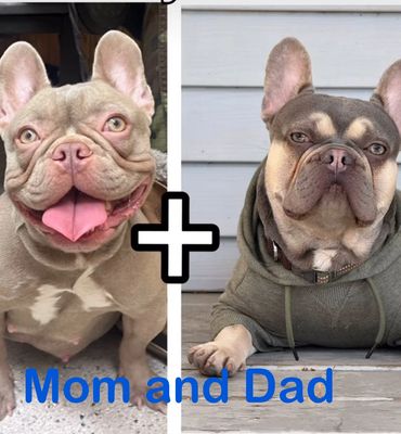 Meet Egypt (dam) and Legend (sire)