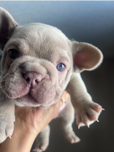 Male Frenchie Puppy New Shade Isabella