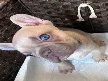 Available Frenchie Puppy
New Shade Isabella with Mask