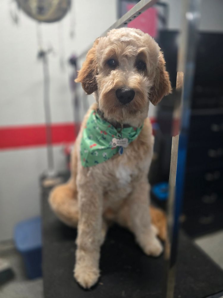 Wrigley, a Goldendoodle, enjoys his pampering sessions every two weeks as he has the blessing