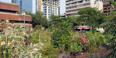"Davie Village Community Garden" by daryl_mitchell is licensed under CC BY-SA 2.0