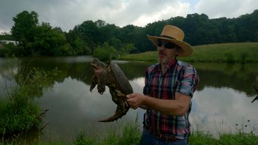 removing turtles from a farm pond