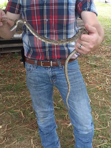 snake removed from someone's home