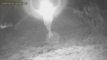 Trail cam photo of an owl flying off with a rabbit