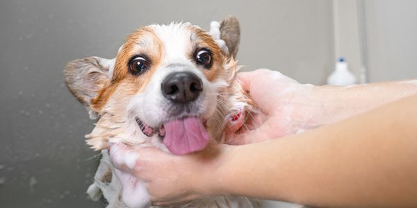 dog getting bath at spokane dog grooming