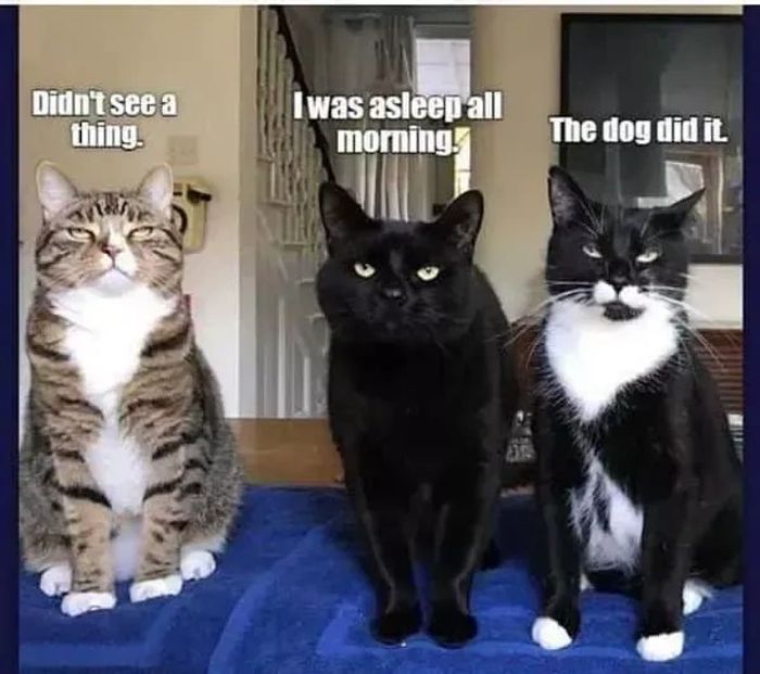 Three 'innocent' cats denying they caused a mess. The tiger cat didn't see anything; the black cat