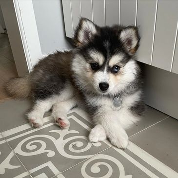 Adorable fluffy black and white puppy lying on patterned floor tiles.
