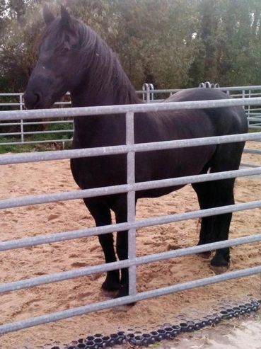 Dalles Alvéolées pour un paddock de jour. Ces dalles sont fini avec une couche de sable.