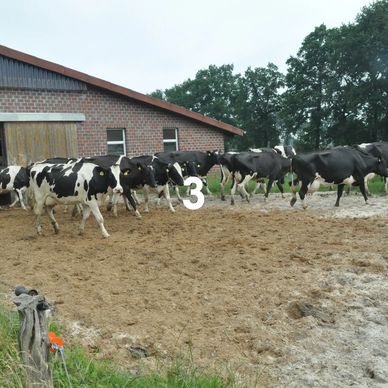 Troupeau de vaches laitières dans leur piste stabiliser et drainante grâce au dalles.
