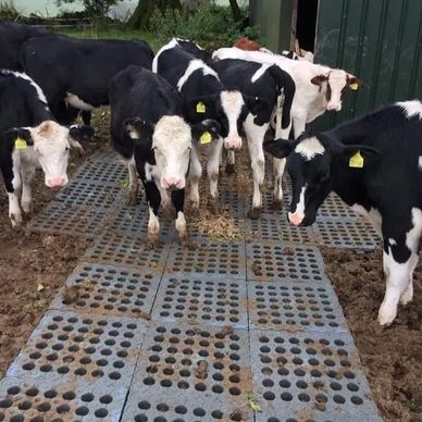 Vaches laitières sur les dalles stabilisatrice et perméables.