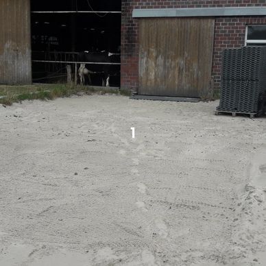 Aménagement d'une piste pour troupeau de vaches Holstein.