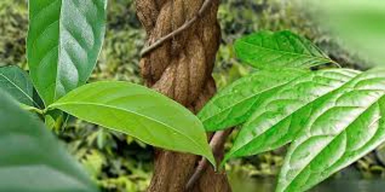 Ayahuasca