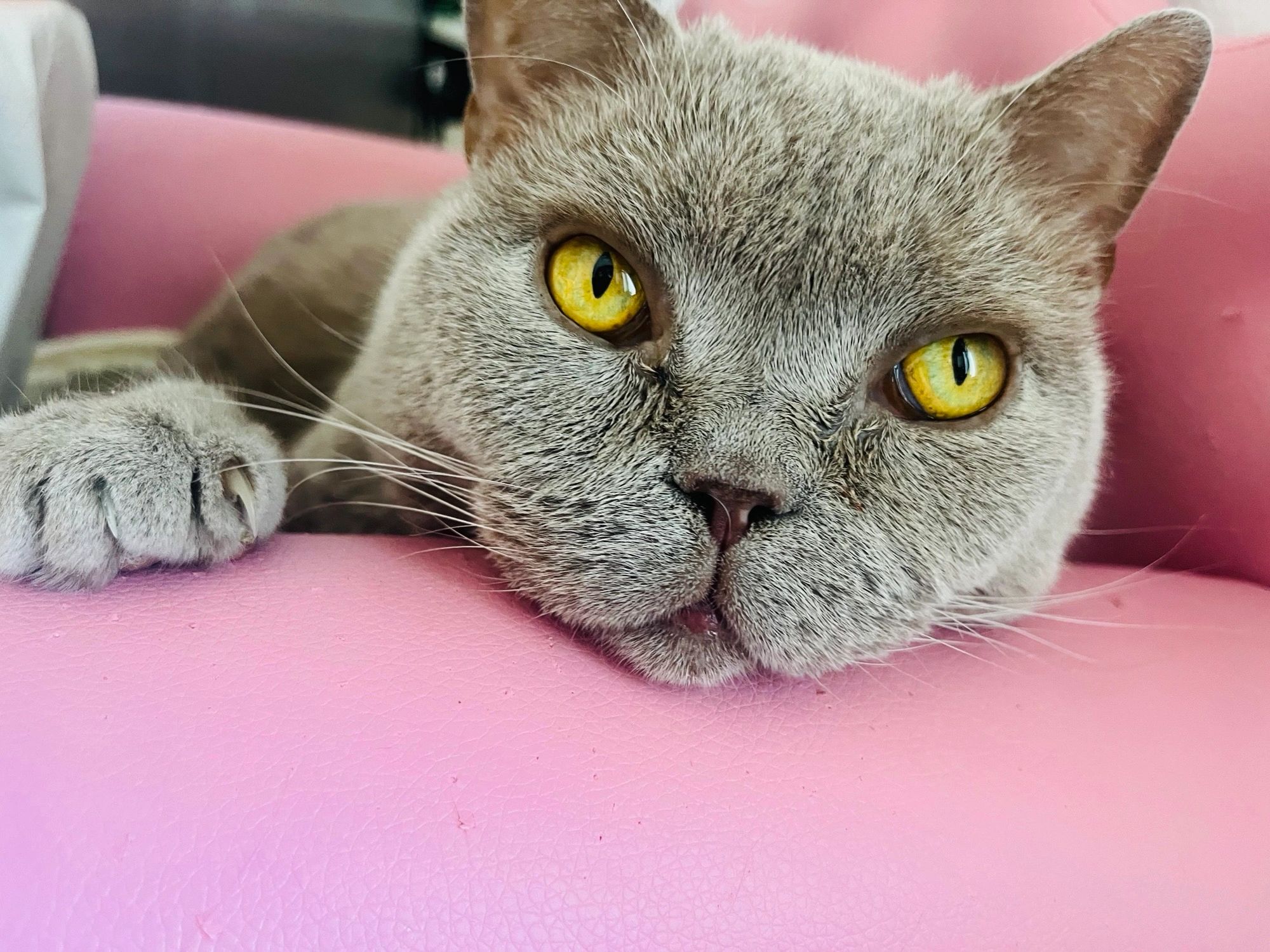 Katzenpension /Katzensitter Weimar / Thüringen