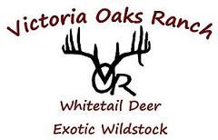 Hunting Texas White Tail Deer 
