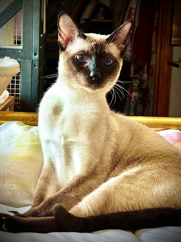 Siamese cat with striking blue eyes resting indoors on a bed.