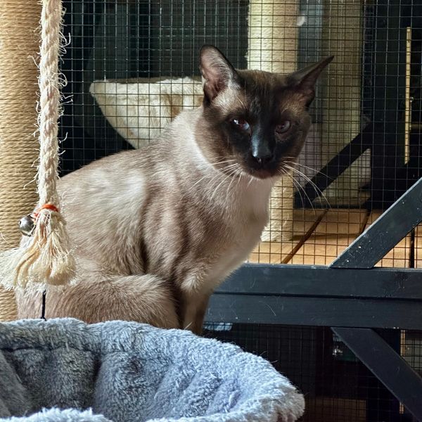 Siamese cat sitting near a scratching post and a cozy bed.