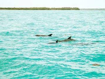 key west dolphin safari trips