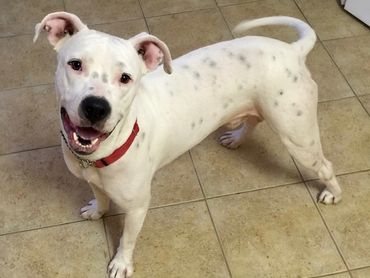 Paw Prints Pet Sitting Easton, pet sitter