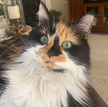 Paw Prints Pet Sitting Easton, PA. Cat sitter