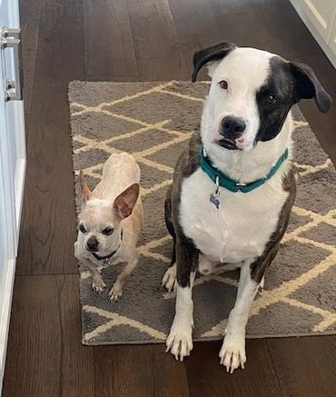 Paw Prints Pet Sitting Easton, PA
Pet sitter in Easton, PA