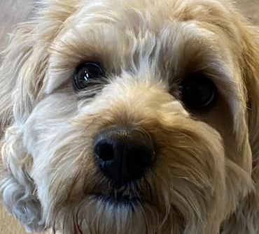 Paw Prints Pet Sitting Easton, PA
pet sitting