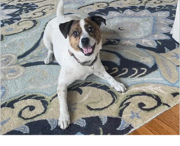 Paw Prints Pet Sitting Easton, PA, pet sitter