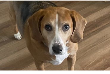 Paw Prints Pet Sitting Easton, PA
pet sitting