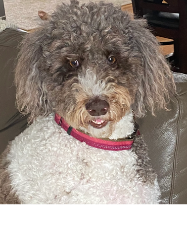 Paw Prints Pet Sitting, Easton, PA
Pet sitting