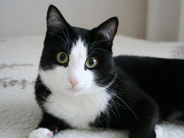 Paw Prints Pet Sitting Easton, Pennsylvania, pet sitting