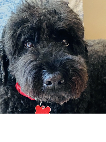 Paw Prints Pet Sitting Easton, PA