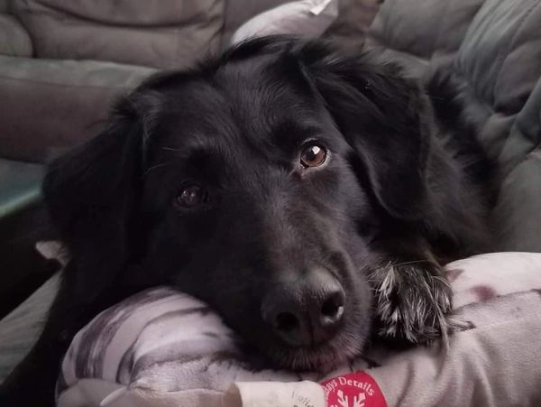 Dog laying on pillow