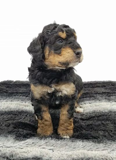 Phantom Mini Bernedoodle photoshoot
