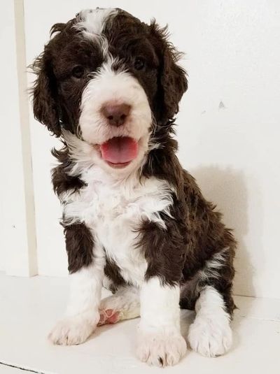 Chocolate Bernedoodle Sitting Puppy