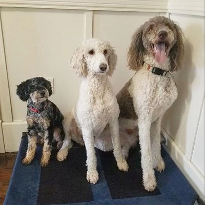 Three poodles sitting on a dog bed