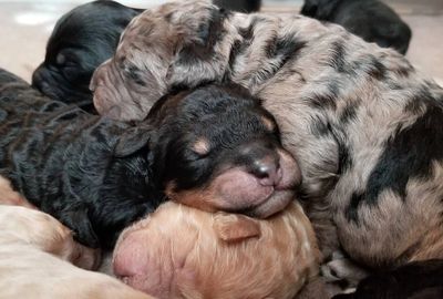Bernedoodle puppies huddles together