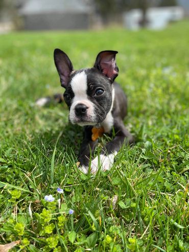 Cooper from litter 3