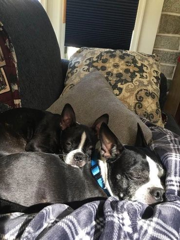 Finn sitting on his brother Finn is from litter 3