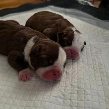 Our first Seal and White produced by Kale and Hailey