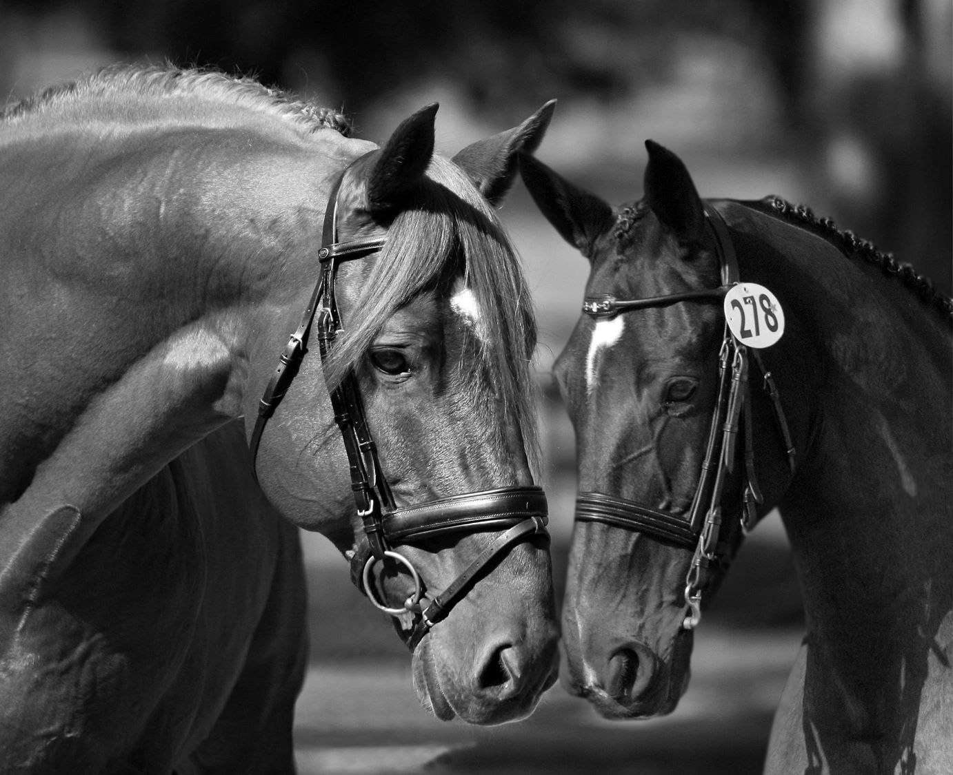 Dressage partners Oisin and Medea. Forever in our Hearts.
