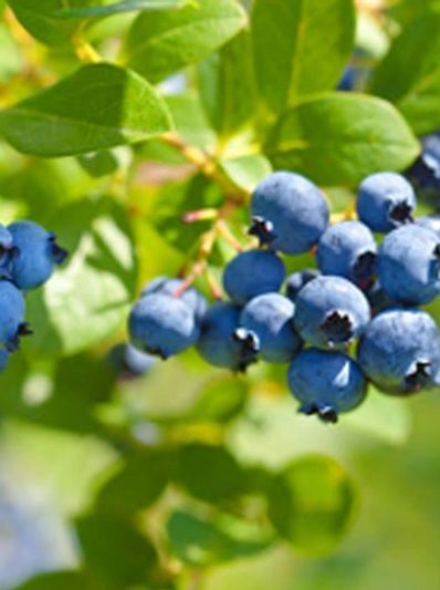 Blueberry Plant