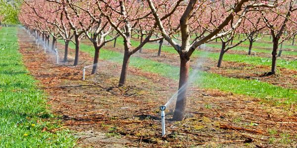 Water is Being Sprayed in the Field